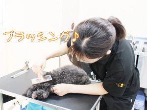 ☆１年生のトリミング☆